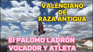 El Palomo Ladrón Valenciano de Raza Antigua  a Volar [upl. by Gertruda271]