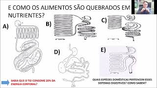 Aula Introdução a nutrição de não ruminantes e mercado  parte 01 [upl. by Rudelson]