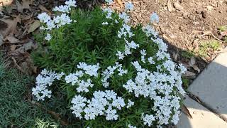 Candytuft Iberis sempervirens  Plant Identification [upl. by Ilatan]