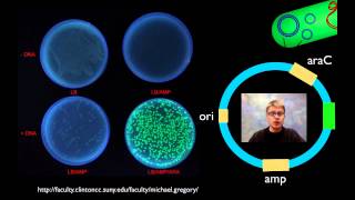 AP Biology Lab 6 Molecular Biology [upl. by Seka]