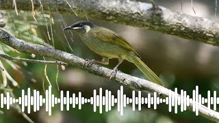 Lewins Honeyeater Call  Australian Bird Sounds amp Songs [upl. by Cuthbertson562]