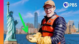 Can a Billion Oysters Save New York City [upl. by Gipps86]