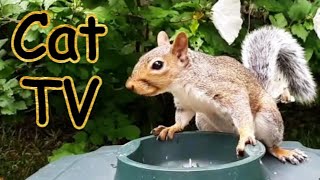 A Video for Your Cats with Rodents Birds Squirrels Chipmunks Cardinals Sparrows Cat Dog TV [upl. by Onifled]