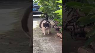 Cats so funny cat kucing kucinglucu [upl. by Niveek336]