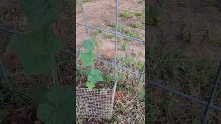 Our Luffa Gourds are growing great luffa garden [upl. by Panthea]