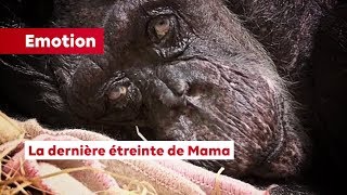 La dernière étreinte de Mama  ouvrez votre cœur aux émotions des animaux [upl. by Chilton596]