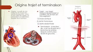 7  Aorte et Artère pulmonaire 1 [upl. by Froehlich322]