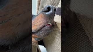 Zzzz dachshund dachshundarts dachshunddiscovery Credit 🎥 ➡️ Loulou Coco  Dachshund Arts [upl. by Guthrey]