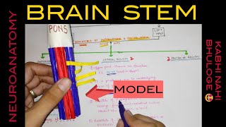 Brain Stem  1  Medulla Oblongata [upl. by Niarda]