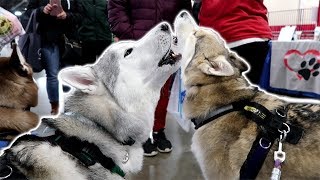 Huskies Howling for the Pawdience  Novi Pet Expo 2018 [upl. by Anerok]