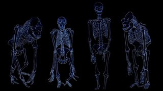 2 EVOLUTION PRIMATES  homologie et parenté [upl. by Reteip]