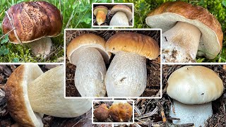 Steinpilz Verwechslung  Wann gibt es Steinpilze Wo findet man Steinpilze  Boletus edulis [upl. by Larual681]