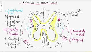 Fascicule din maduva spinării pe secțiune transversală [upl. by Wrennie]