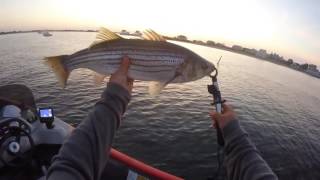 July 2016 Topwater Striper Fishing Merrimack River Plum Island MA Hogy Lures [upl. by Aleahs933]