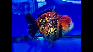 Ikan Kontes Maskoki Goldfish Contest Show Fish OST Tiger Oranda Short Tail  IMGF00097 [upl. by Shiroma926]