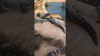 কুমিরকে মুরগি দেয়া হচ্ছে crocodiles foryou animals shorts [upl. by Otreblig]