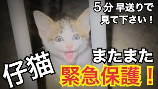 【LIVE】 20231018 また仔猫を緊急保護！・『ディノ』とスキンシップ大失敗！・里親さん大募集中！沖縄より生配信です。 [upl. by Naujej851]