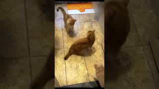 Cat Tyson miketyson catfight skibidipap skibidi funnycats [upl. by Gabriela920]