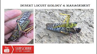 Desert Locust Biology amp Management [upl. by Girard661]