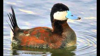 White Headed Duck [upl. by Rekyr864]