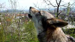 The Czechoslovakian Wolfdog [upl. by Bonnice]