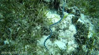 slendernecked sea snake Hydrophis melanocephalus [upl. by Sylirama]