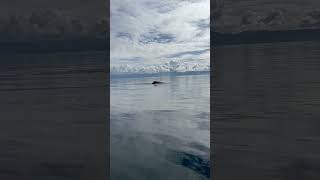 Whale watching while fishing in Ketchikan Alaska alaskafishing alaska ketchikan oceanfishing [upl. by Naiditch189]