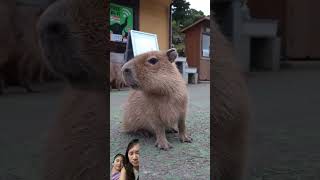 Capybara soundhappy capybararush capybara pets animals [upl. by Gardel]