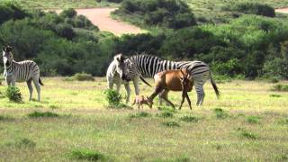 Hartebeest young attacked by zebras [upl. by Gudren720]