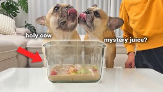 Dogs Try VIRAL Korean Fruit Bowl HWACHAE For The First Time [upl. by Inimak]