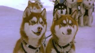 Снежные псыSnow Dogs трейлер LIVEKINONET [upl. by Merri819]