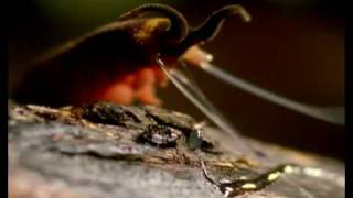 Onicoforo cazando luciernagas  Velvet worm vs beatle [upl. by Cameron]