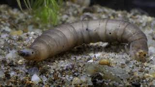 Diving beetle Dytiscidae larvae preyCsíkbogár lárva zsákmányszerzései [upl. by Ailedroc]