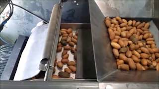 Small Pecan in shell sorter prototype [upl. by Giraldo]