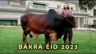 Bakra eid 2023 l Peshori vines [upl. by Pedrotti894]