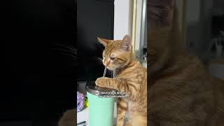 He identifies as an invisible cat 🐈😹 cats catlovers ytshorts [upl. by Gilemette]