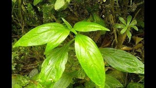 Serpentina Leaves Miracle Health Benefits You Probably Didn’t Know [upl. by Mistrot77]