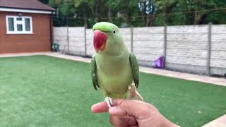 1 Year Old Baby Alexandrine Parrot Parakeet Bird Playing Outside [upl. by Nayhr687]