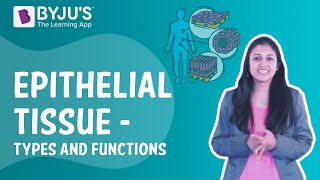 Epithelial Tissue  Types and Functions I Class 9 I Learn with BYJUS [upl. by Palm]