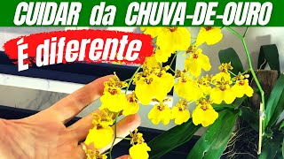 Como Cuidar da Orquídea CHUVADEOURO e FLORIR [upl. by Enieledam836]