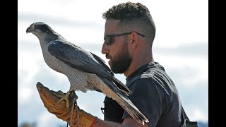 Imprinting Hacking and Hunting a NA Goshawk for Falconry [upl. by Kearney293]