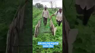 cotton crop herbicide spraying [upl. by Aelram]