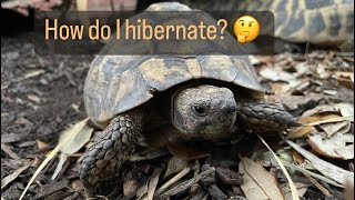 How can I safely hibernate my Eastern Hermanns Tortoises  My experience [upl. by Inge204]