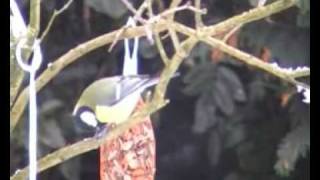 Vogels in de tuin [upl. by Nomi]