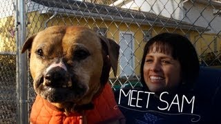 Bulletproof Sam Rescued From Dogfighting [upl. by Eitsyrc216]