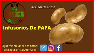 como hacer Infusorios con cascara de papa para alevines de peces bettas  infusorios  aliemnto vivo [upl. by Dlanger]