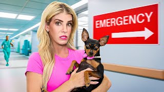 Our Dogs First Time to Emergency Room [upl. by Namyaw]