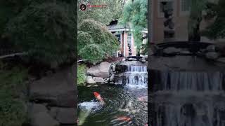 20000 GALLON KOI POND 8000 GALLON NATURAL POND USA [upl. by Aikas390]