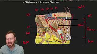 Skin Deep Anatomy and Functions of the Integumentary System [upl. by Coletta975]