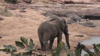 Elephant disturbs a crocodile Elefant stört ein Krokodil [upl. by Johnath489]